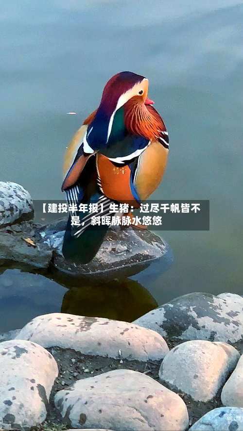 【建投半年报】生猪：过尽千帆皆不是，斜晖脉脉水悠悠-第2张图片