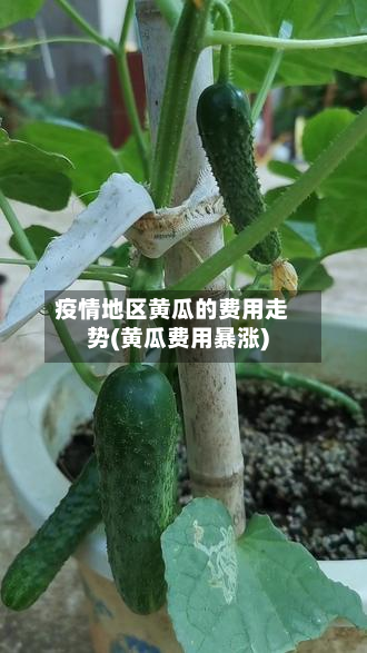疫情地区黄瓜的费用走势(黄瓜费用暴涨)-第3张图片