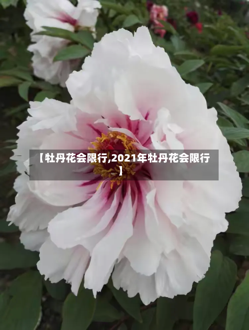 【牡丹花会限行,2021年牡丹花会限行】