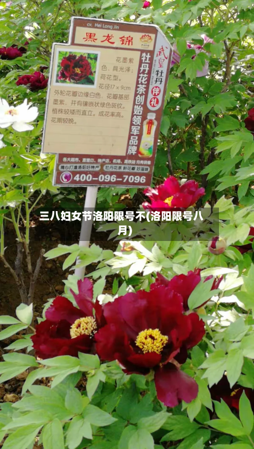 三八妇女节洛阳限号不(洛阳限号八月)