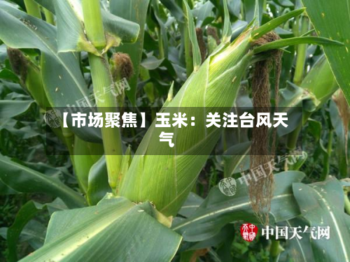 【市场聚焦】玉米:关注台风天气-第1张图片