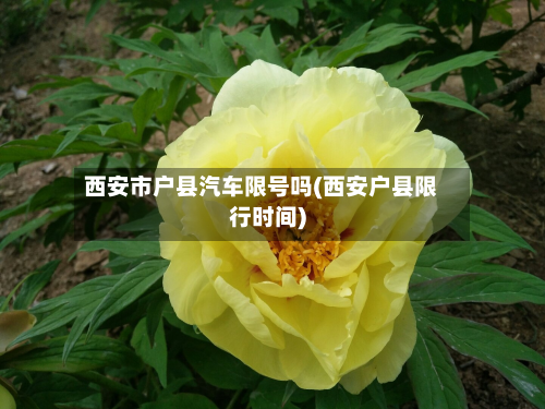 西安市户县汽车限号吗(西安户县限行时间)-第1张图片