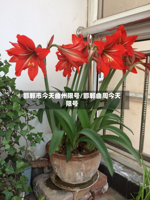 邯郸市今天曲州限号/邯郸曲周今天限号-第1张图片