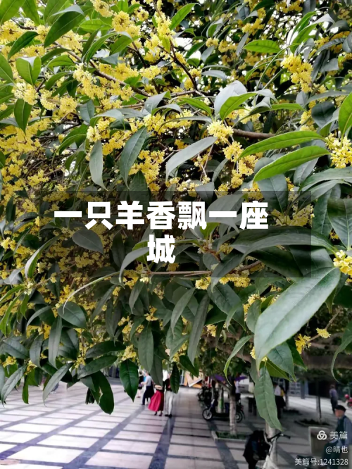 一只羊香飘一座城