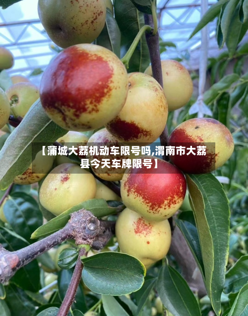 【蒲城大荔机动车限号吗,渭南市大荔县今天车牌限号】-第1张图片