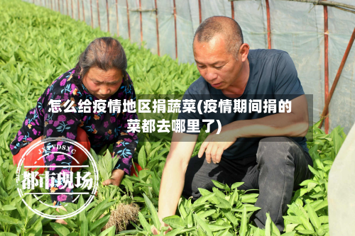 怎么给疫情地区捐蔬菜(疫情期间捐的菜都去哪里了)
