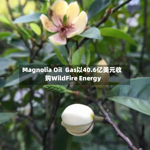 Magnolia Oil Gas以40.6亿美元收购WildFire Energy-第1张图片