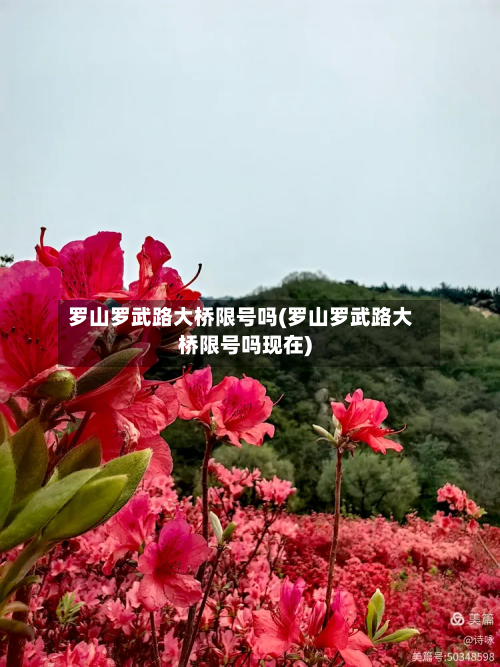 罗山罗武路大桥限号吗(罗山罗武路大桥限号吗现在)-第1张图片