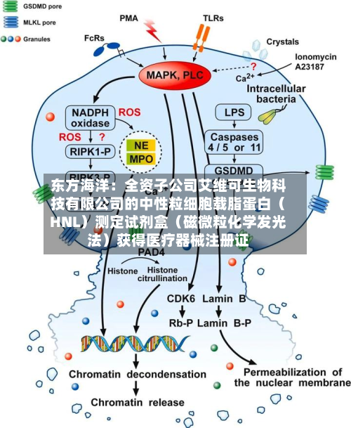 东方海洋:全资子公司艾维可生物科技有限公司的中性粒细胞载脂蛋白(HNL)测定试剂盒(磁微粒化学发光法)获得医疗器械注册证-第3张图片
