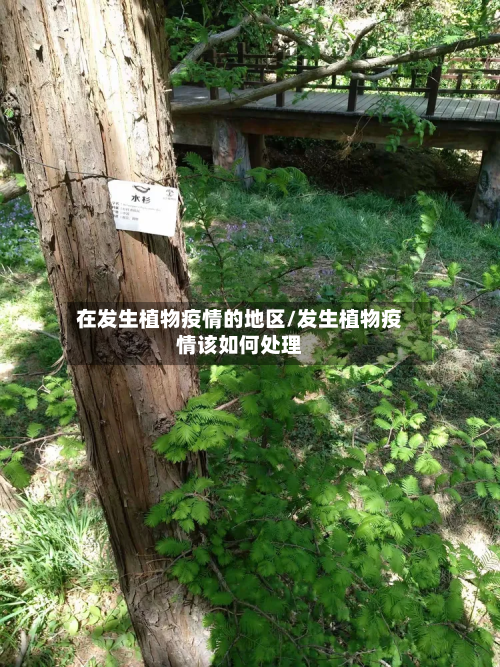在发生植物疫情的地区/发生植物疫情该如何处理-第3张图片