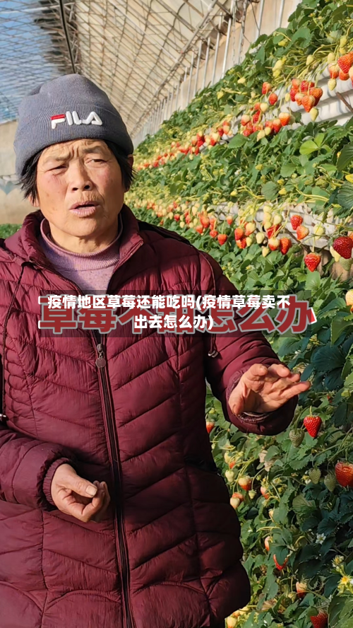 疫情地区草莓还能吃吗(疫情草莓卖不出去怎么办)
