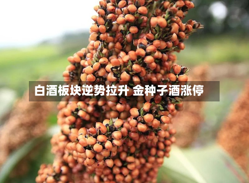 白酒板块逆势拉升 金种子酒涨停-第2张图片