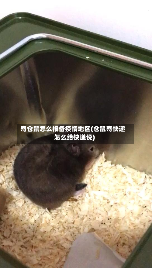 寄仓鼠怎么报备疫情地区(仓鼠寄快递怎么给快递说)-第1张图片