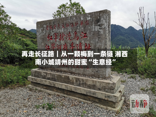 再走长征路｜从一颗梅到一条链 湘西南小城靖州的甜蜜“生意经”-第2张图片