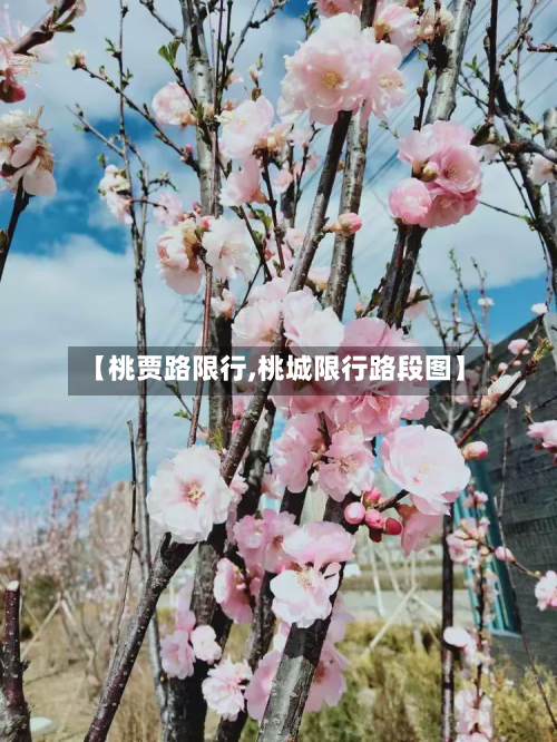 【桃贾路限行,桃城限行路段图】-第1张图片