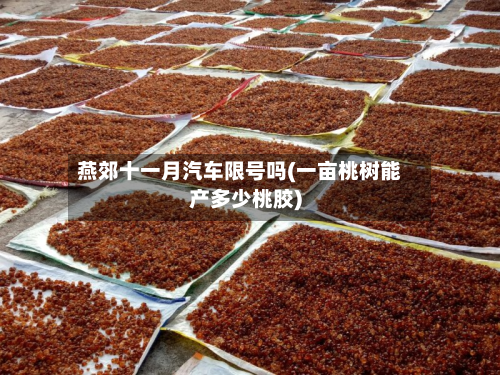 燕郊十一月汽车限号吗(一亩桃树能产多少桃胶)