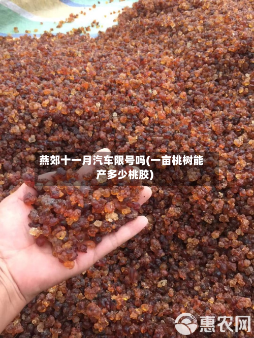 燕郊十一月汽车限号吗(一亩桃树能产多少桃胶)-第2张图片
