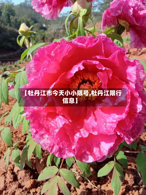 【牡丹江市今天小小限号,牡丹江限行信息】-第2张图片