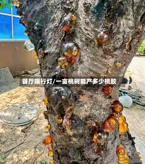餐厅限行灯/一亩桃树能产多少桃胶