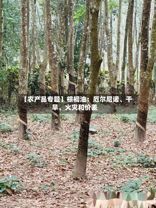 【农产品专题】棕榈油：厄尔尼诺、干旱	、火灾和价差-第2张图片