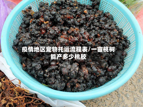 疫情地区宠物托运流程表/一亩桃树能产多少桃胶