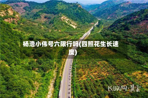 杨浩小伟号六限行吗(四照花生长速度)-第2张图片