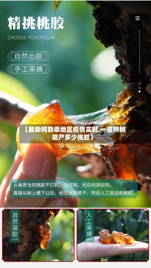 【最新阿勒泰地区疫情实时,一亩桃树能产多少桃胶】