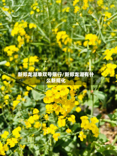 新郑龙湖单双号限行/新郑龙湖有什么新规化-第3张图片