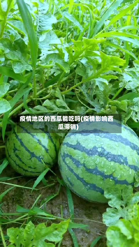 疫情地区的西瓜能吃吗(疫情影响西瓜滞销)-第3张图片