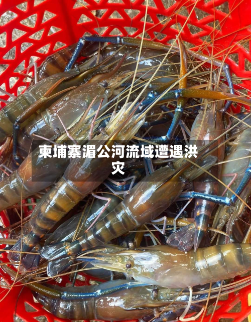 柬埔寨湄公河流域遭遇洪灾