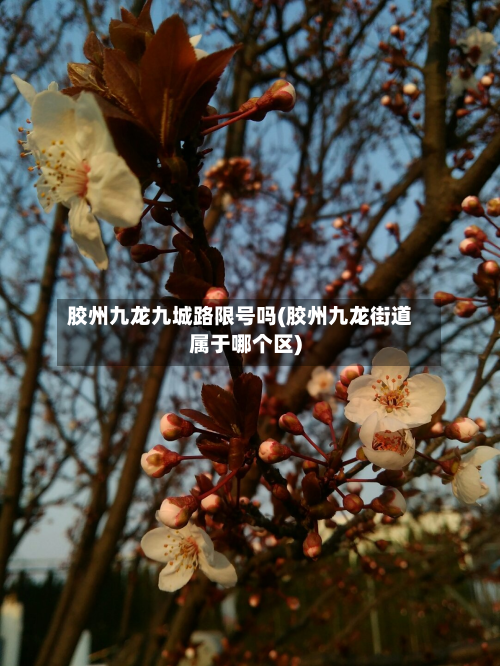 胶州九龙九城路限号吗(胶州九龙街道属于哪个区)-第2张图片
