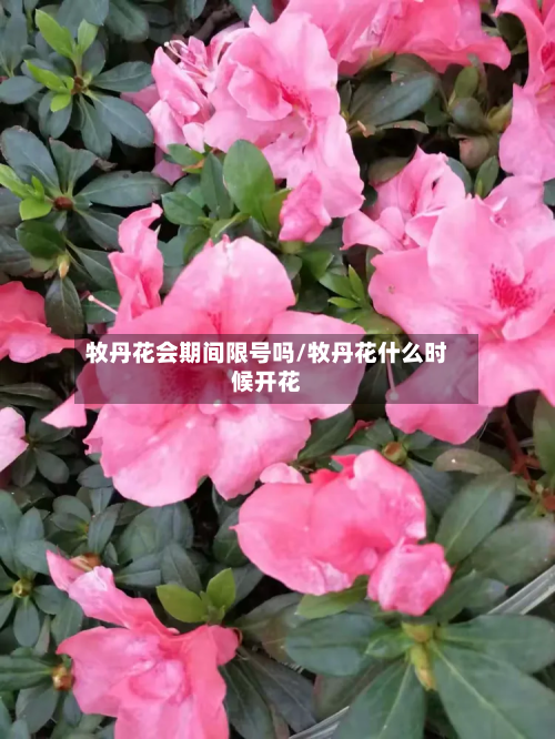 牧丹花会期间限号吗/牧丹花什么时候开花-第3张图片