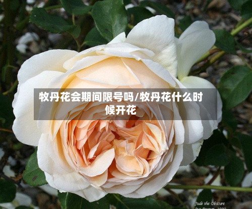 牧丹花会期间限号吗/牧丹花什么时候开花-第2张图片