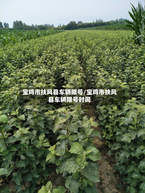 宝鸡市扶风县车辆限号/宝鸡市扶风县车辆限号时间-第1张图片