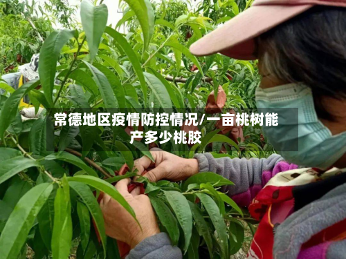 常德地区疫情防控情况/一亩桃树能产多少桃胶